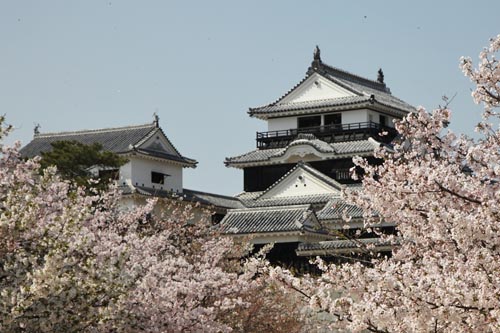 松山城・桜02