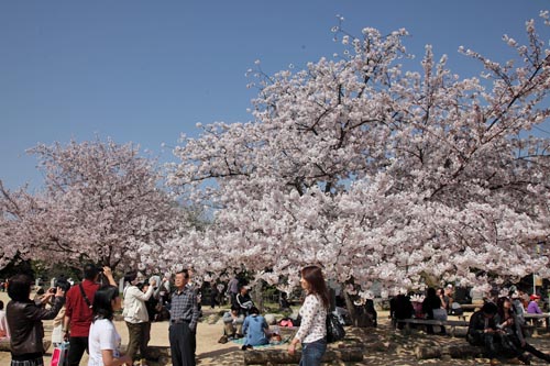 松山城・桜03