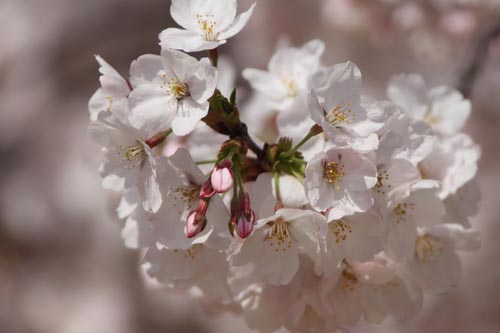 松山城・桜05