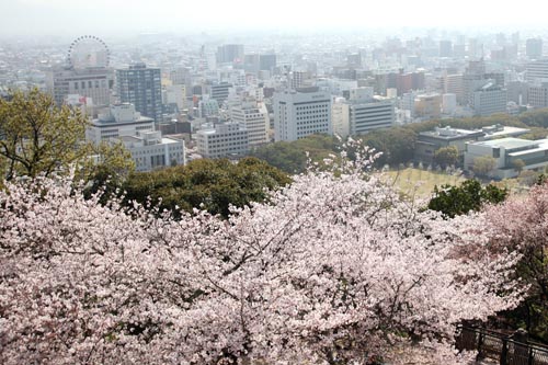 松山城・桜06