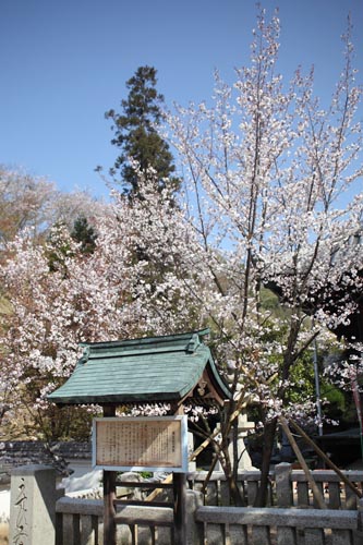 西法寺・薄墨桜02