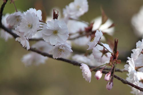 西法寺・薄墨桜03