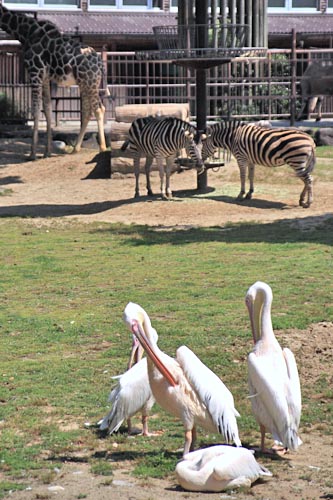 とべ動物園04-04