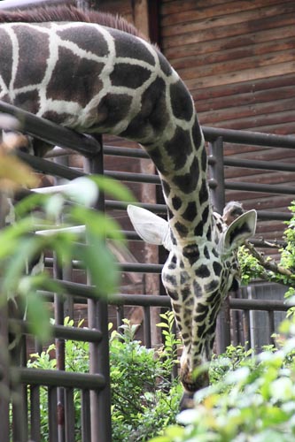 とべ動物園04-05