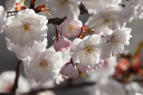 西法寺・薄墨桜04