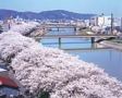 足羽川の桜