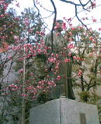 岡倉天心と梅の花