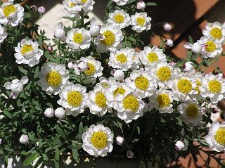 花かんざし ペーパーカスケード | 沙織の花日記 - 楽天ブログ