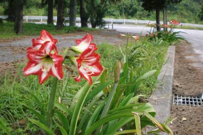 宮古の春の花 宮古島から移住して 楽天ブログ