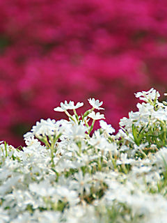 芝桜 シバザクラ の花 携帯待受画像 携帯待受画像 無料壁紙 楽天ブログ