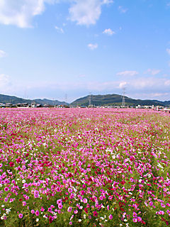 コスモスの花の携帯壁紙写真 無料壁紙 ぶらり兵庫 ぶらり神戸 神戸の観光情報とイベント情報 楽天ブログ