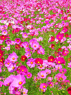 コスモスの花の携帯壁紙写真 無料壁紙 ぶらり兵庫 ぶらり神戸 神戸の観光情報とイベント情報 楽天ブログ