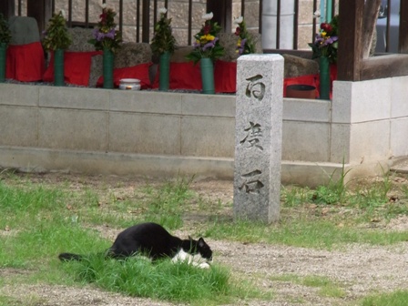 八木の近くのハチワレ