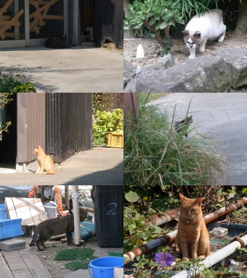 佐久島のネコ