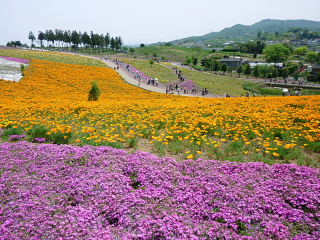 群馬県太田の芝桜と藪塚温泉「三日月村」 江戸時代の村民になりきった