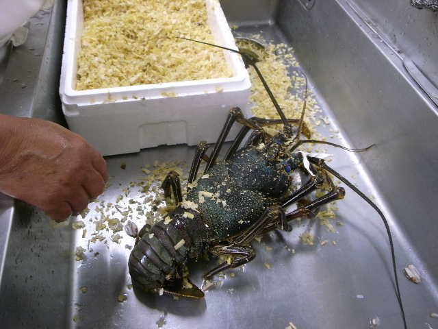 沖縄巨大エビのはく製 50年前の商品