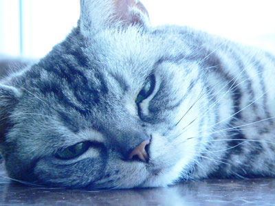フレーメン反応 私の愛するネコ達 楽天ブログ