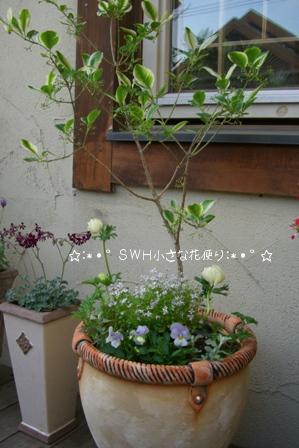 寄せ植え スウェーデンハウス 小さな花便り 楽天ブログ
