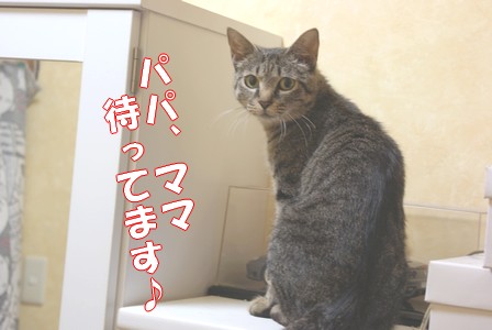 里親 待ってます.jpg