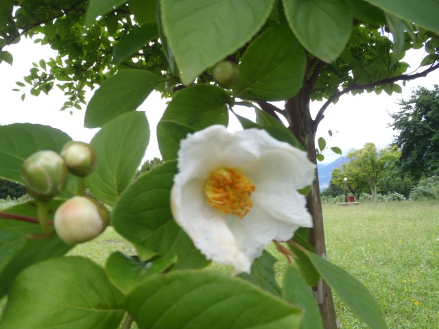 夏椿 シャラ の花が 咲いています ペンション木の実日記 楽天ブログ