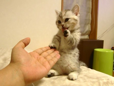 手を伸ばす子猫マンチカン