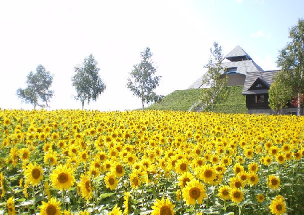 ひまわりの丘 北西の展望公園 9 3 Sikibiei Blog 丘のまちびえいより 楽天ブログ