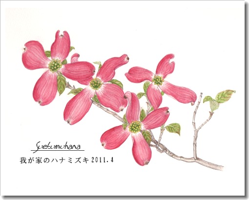 我が家の花たち ・ ボタニカルアート | 末摘む花の雑記帳 - 楽天ブログ