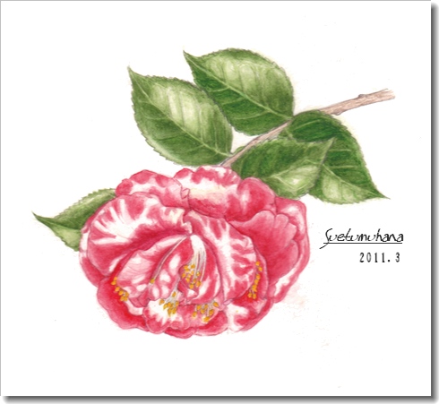 我が家の花たち ・ ボタニカルアート | 末摘む花の雑記帳 - 楽天ブログ