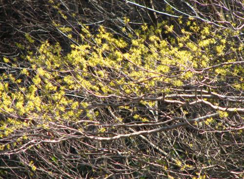 早春の山に咲く花 自然生活 楽天ブログ