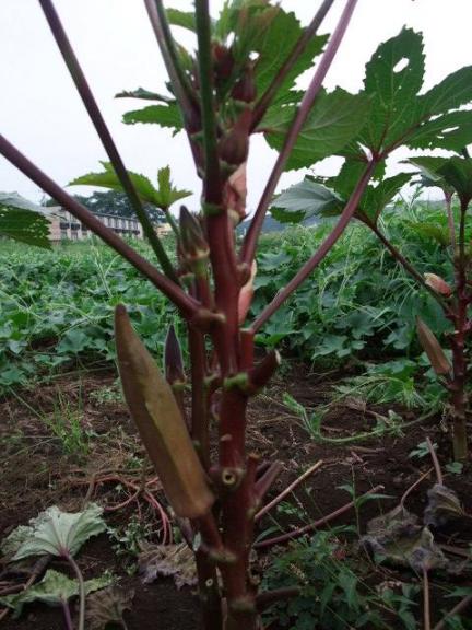 紫オクラ 野菜たちのささやき 楽天ブログ