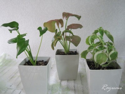ミニ観葉植物 １００均で ほっとする時間 楽天ブログ