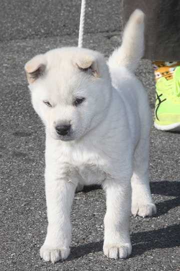 紀州犬の子犬 白 オス 21年1月1日生れ 54日撮影 計量計測データバンク とその情報 楽天ブログ