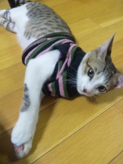 靴下 安い で 猫 の 服