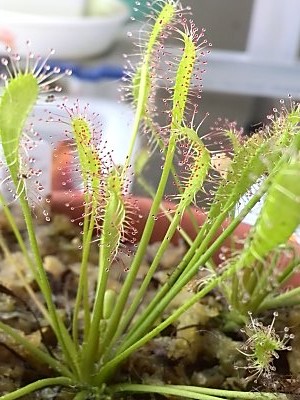 ドロセラの花 | 僕の食虫植物日記 - 楽天ブログ