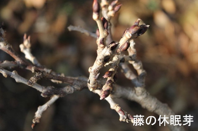 植物も休眠中 ひこじいさんのブログ 楽天ブログ