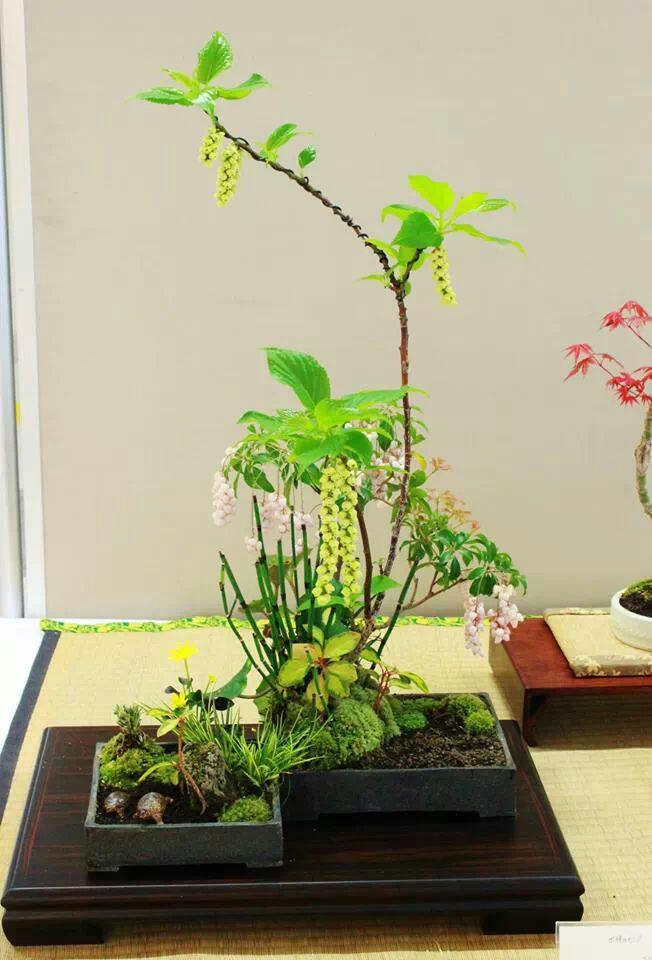 キブシとアセビ 盆栽教室 櫻苑のブログ 楽天ブログ