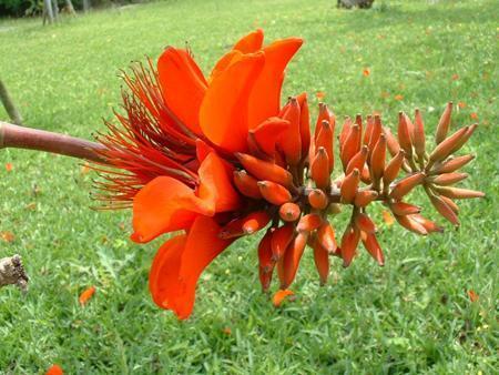 梯梧の花 でいごのはな 今日の俳句 第1299号 聖業は蘇生 楽天ブログ