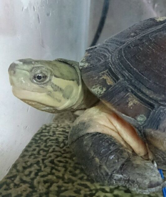 ここ ミナミイシガメ 子授かり日記 楽天ブログ