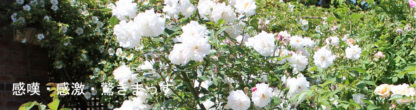 感嘆、感激、驚きまっす