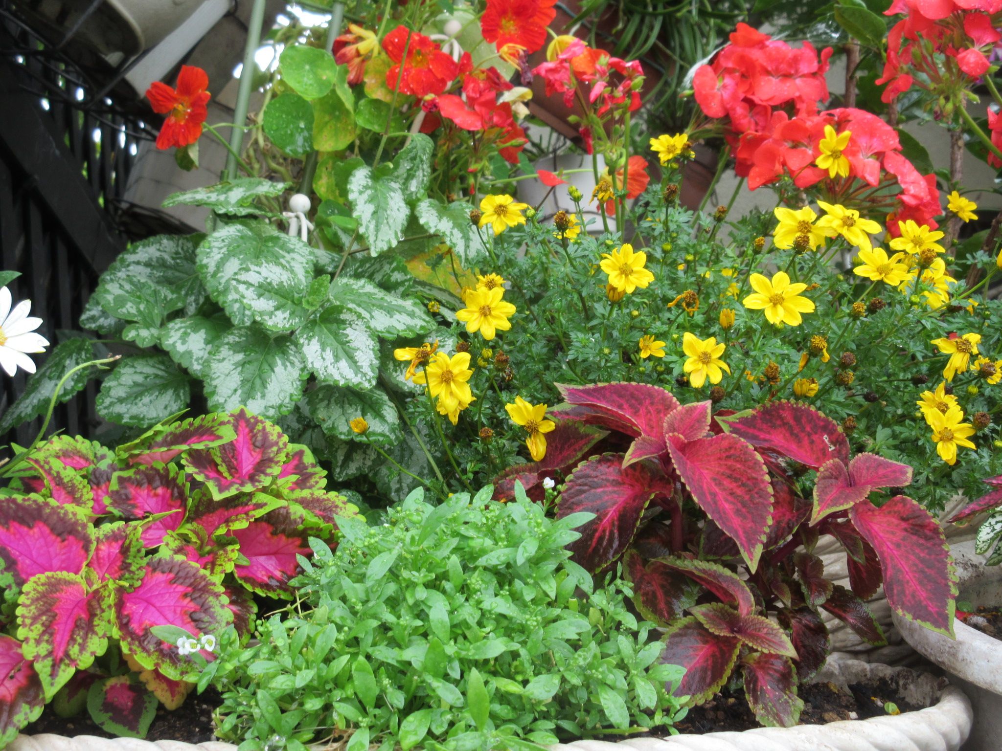 暑くても花いっぱい カリブラコア ペチュニア バーベナ 狭い庭を花いっぱいにする育て方 楽天ブログ
