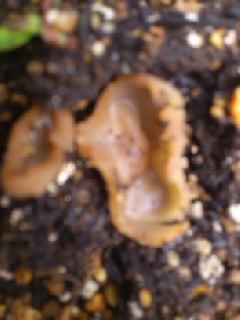 バラ庭にキノコ わたしのブログ By Poncan2525 楽天ブログ