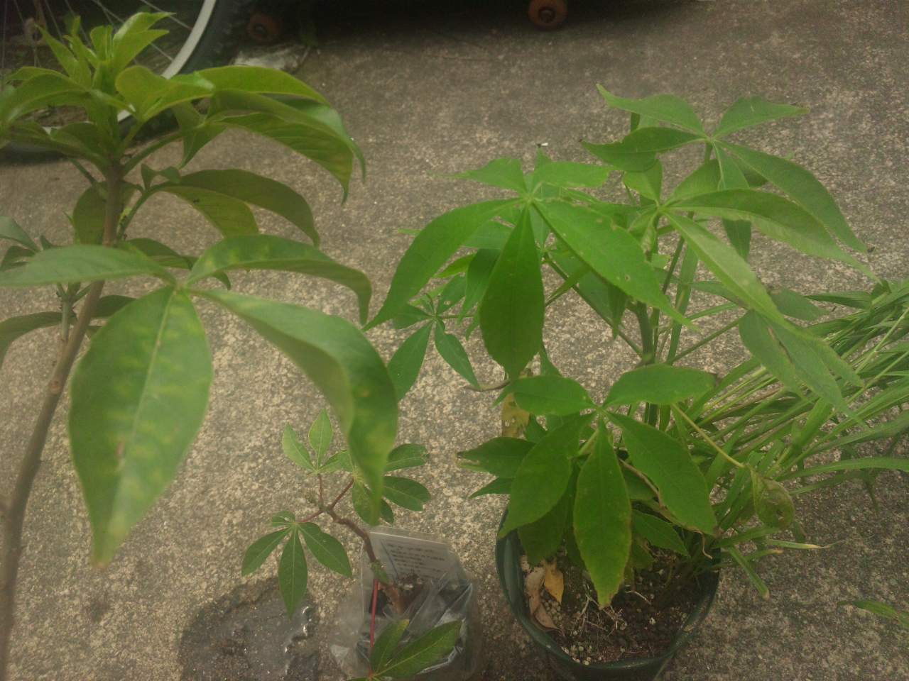 パキラに似てる葉っぱ 有 かえる商会 楽天ブログ