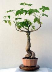 トツクリキワタ　観葉植物　盆栽向け❗️ トックリキワタ -Ceiba Speciosa- 成長すると幹の下部がトックリ状に膨