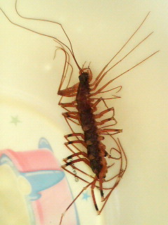 これはなんの虫 すみちゃんの匙加減 楽天ブログ