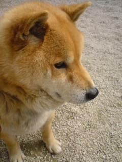 犬のひげが白髪になってた きょうのモヨウは 楽天ブログ