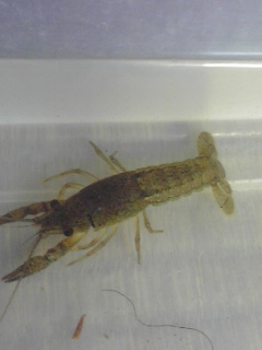 青いザリガニを作ろう 魚偏なのに魚じゃない人の魚ブログ 楽天ブログ
