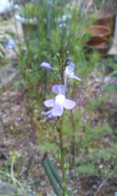 小さい薄紫の花 うたつばのおかっぱ日記 楽天ブログ