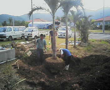 ヤシの木の根っこ 石垣島 海の学校 ヒデダイビングサービス 楽天ブログ
