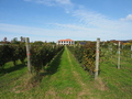 Ｗｉｎｅｒｙｓｔａｙ　ＴＲＡＶＩＧＮＥ