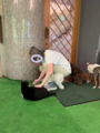 二の平温泉　ペットと泊まる宿　Ｄｏｇ’ｓ　Ｒｅｓｔ　Ｐｌａｃｅ